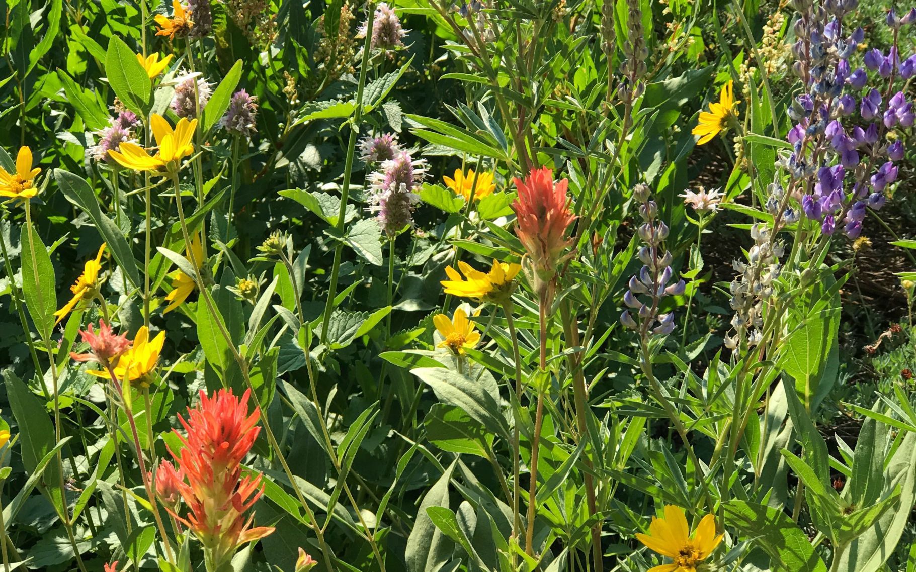 Wildflowers at Angel Lake